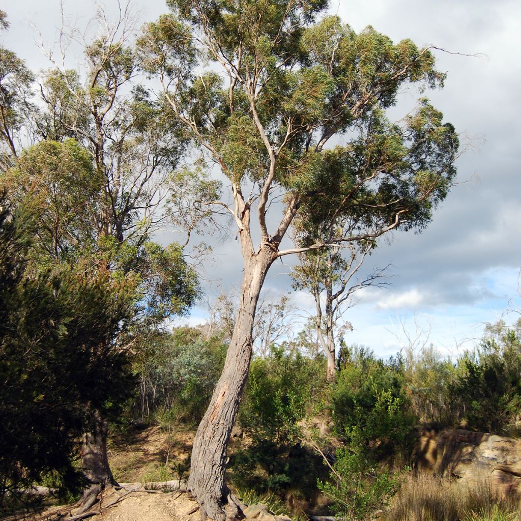 Eucalyptus amygdalina