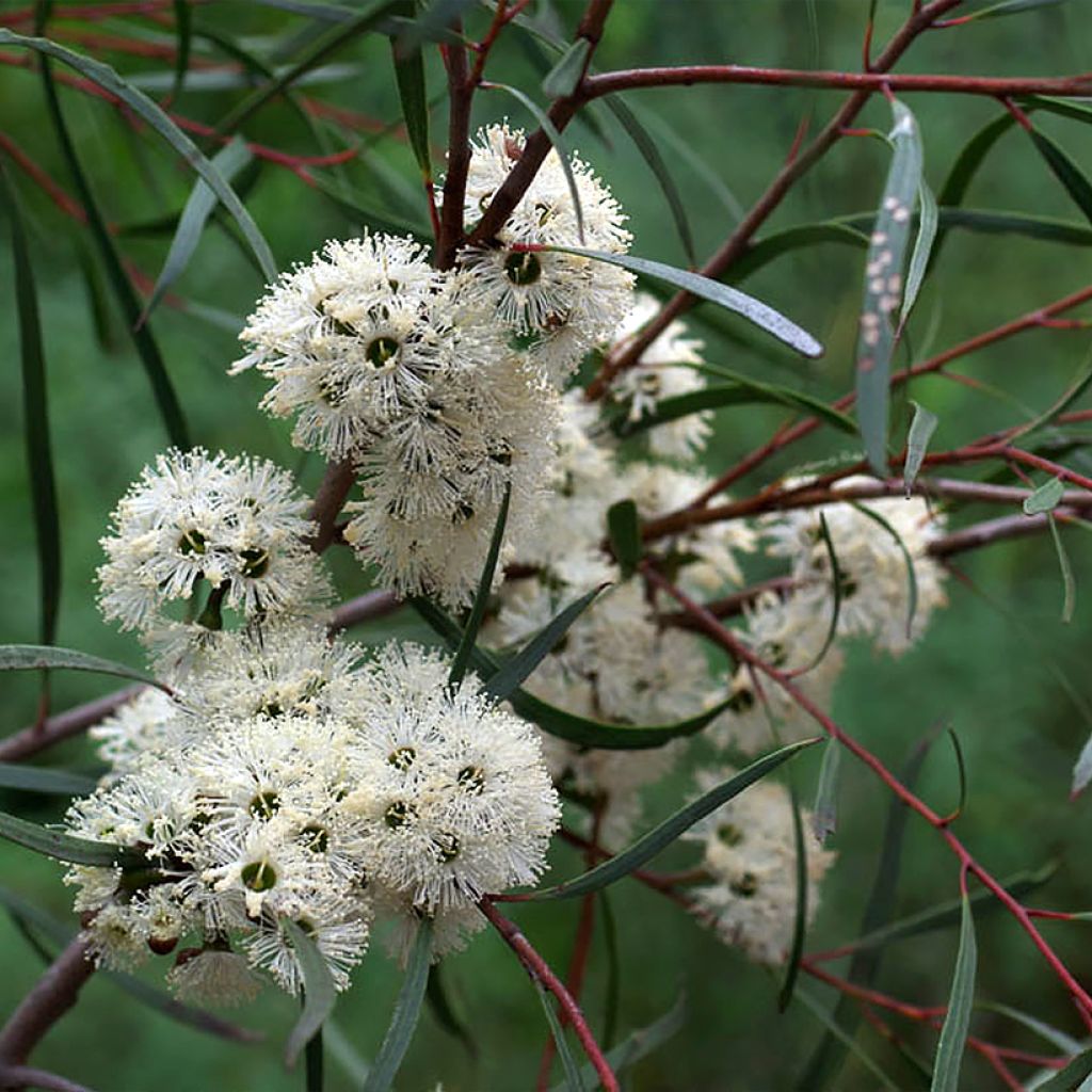 Eucalyptus apiculata - Smallebladige eucalyptus