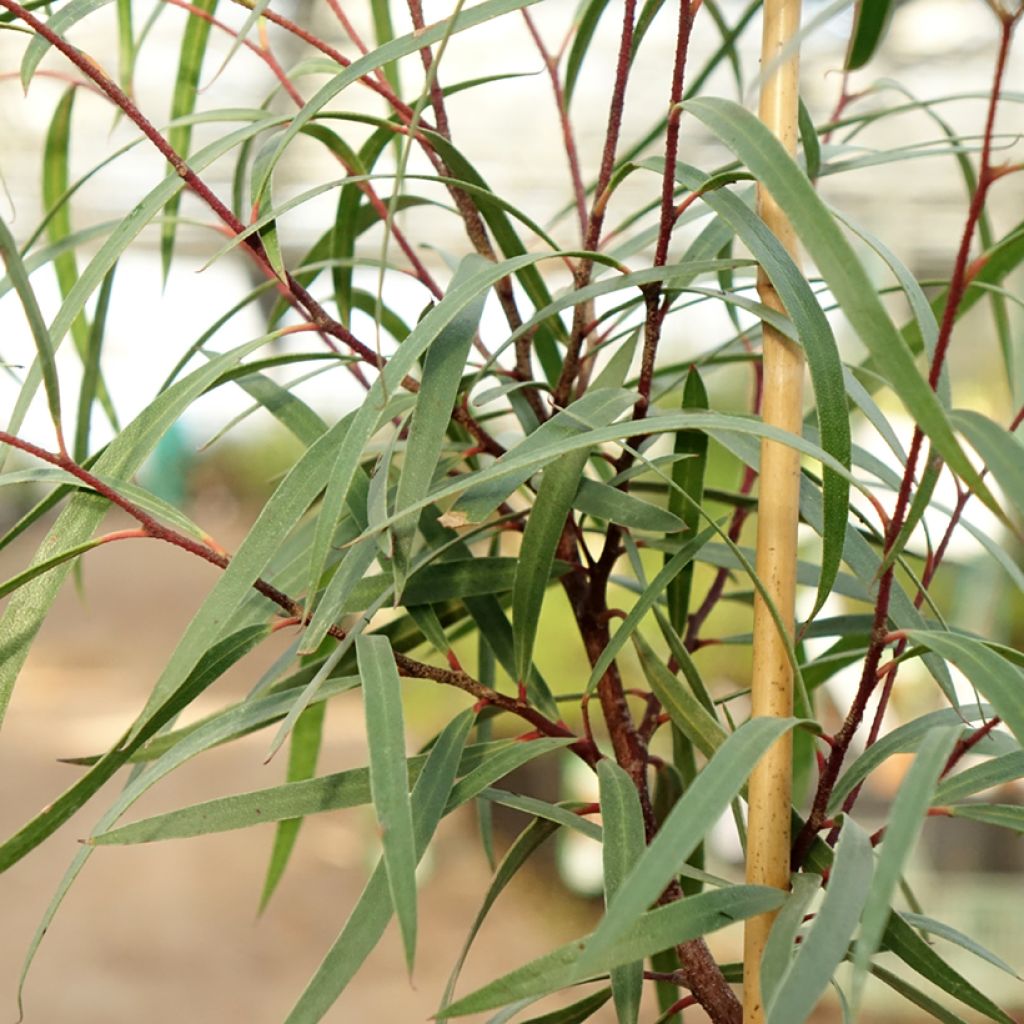 Eucalyptus approximans - Mallee de Barren Mountain