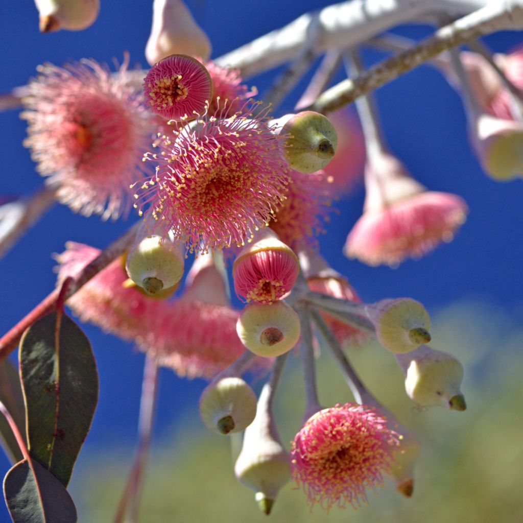 Eucalyptus caesia subsp. magna