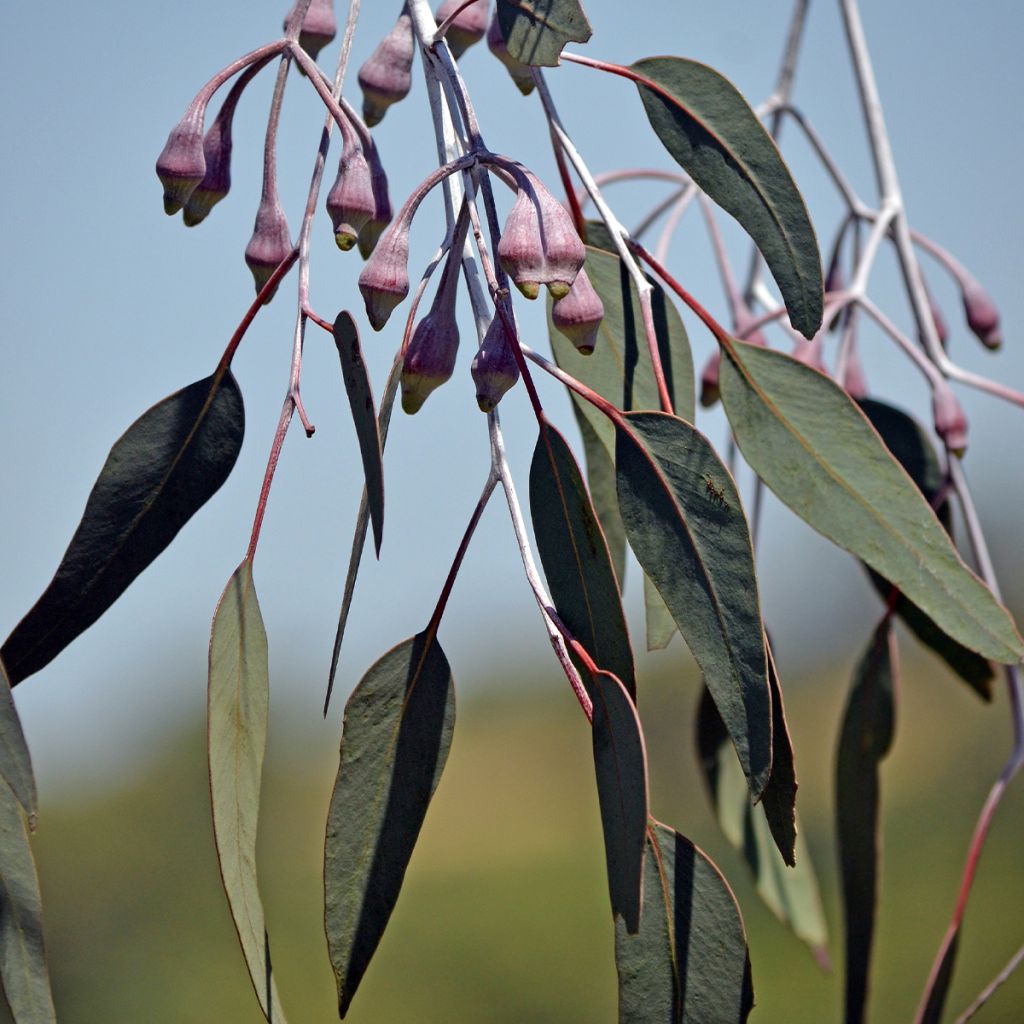 Eucalyptus caesia subsp. magna
