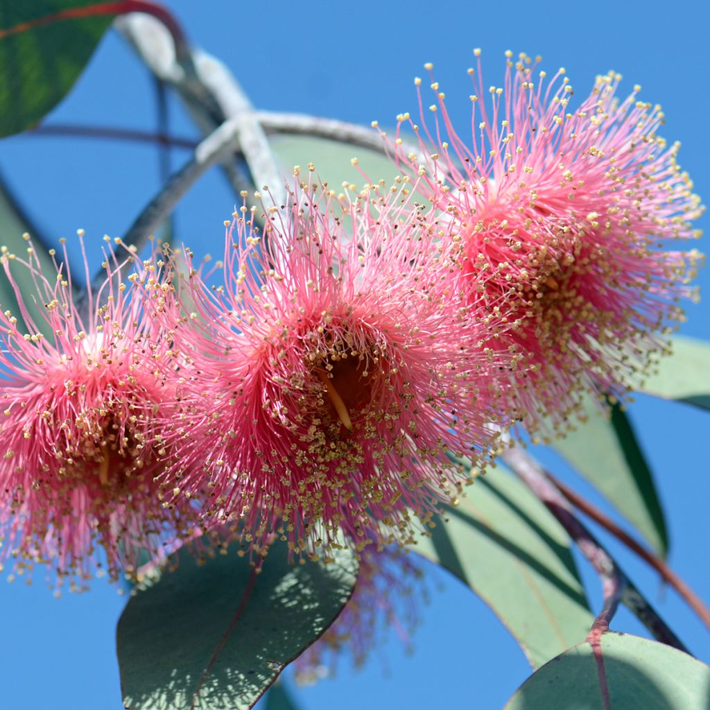 Eucalyptus caesia subsp. magna