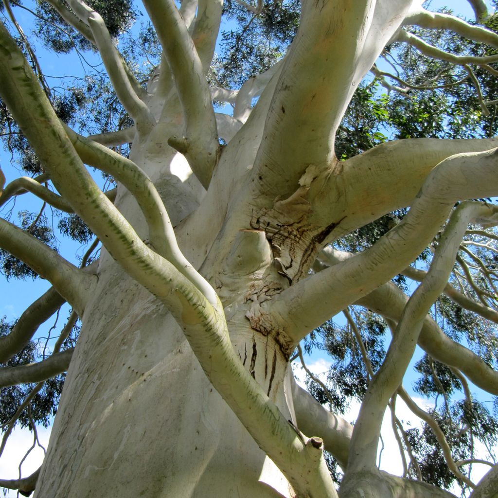 Eucalyptus dalrympleana - Gomboom
