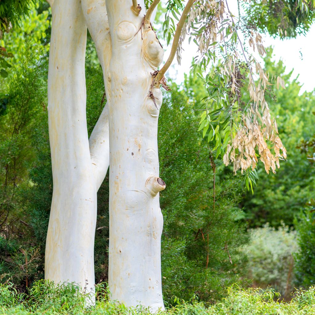 Eucalyptus dalrympleana - Gomboom