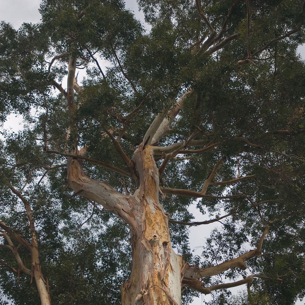 Eucalyptus deanei - Gommier de Deane