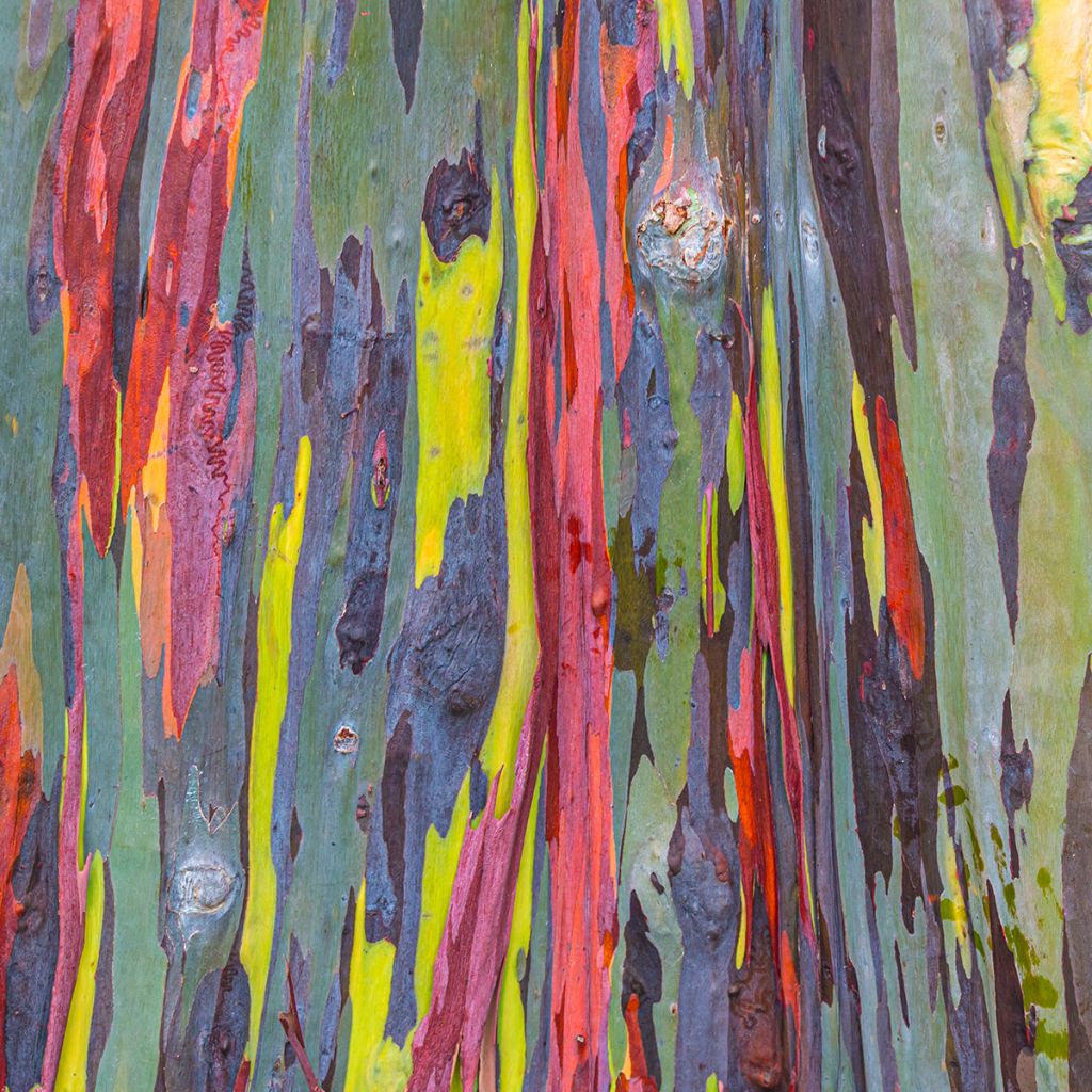 Eucalyptus deglupta - Regenboog-eucalyptus