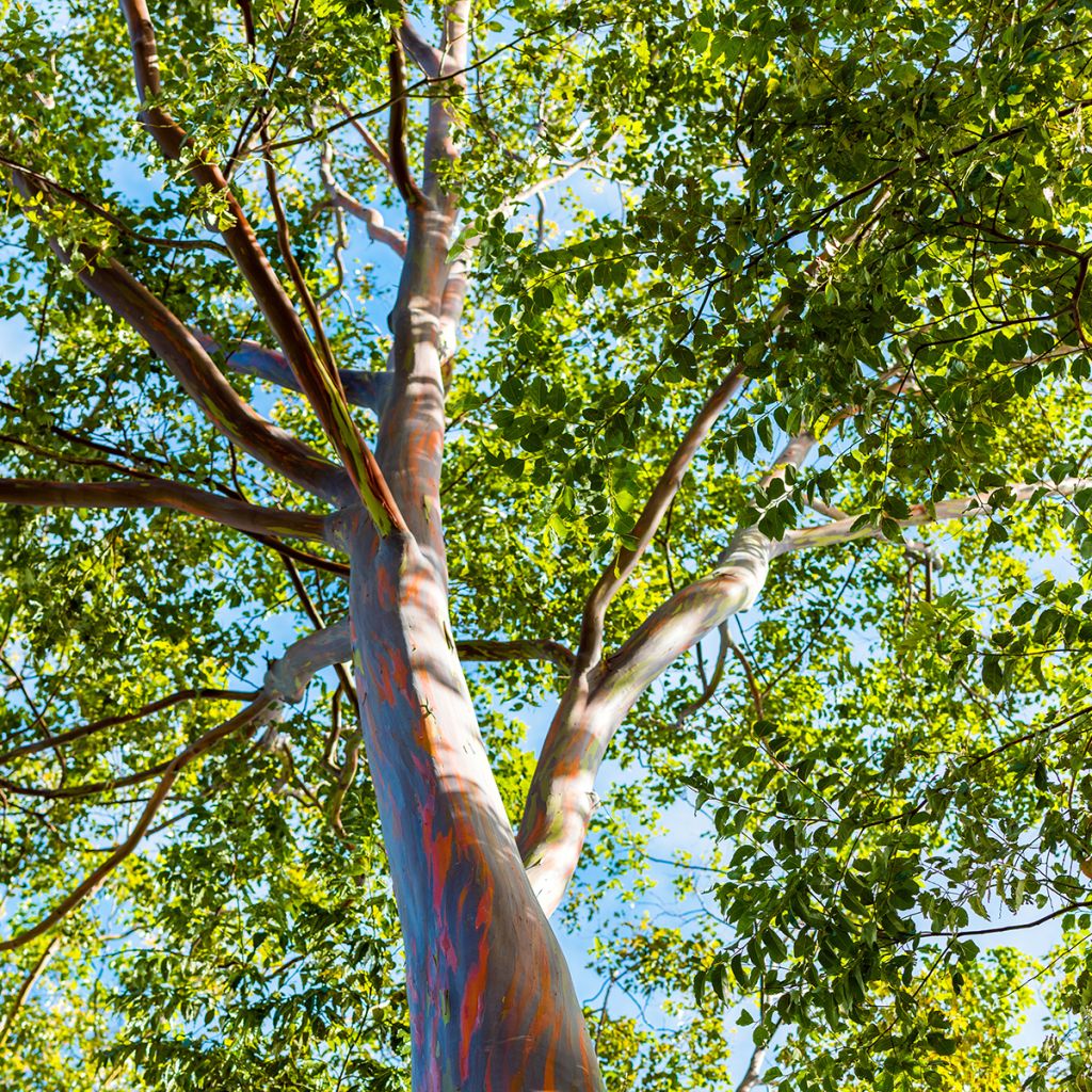 Eucalyptus deglupta - Regenboog-eucalyptus