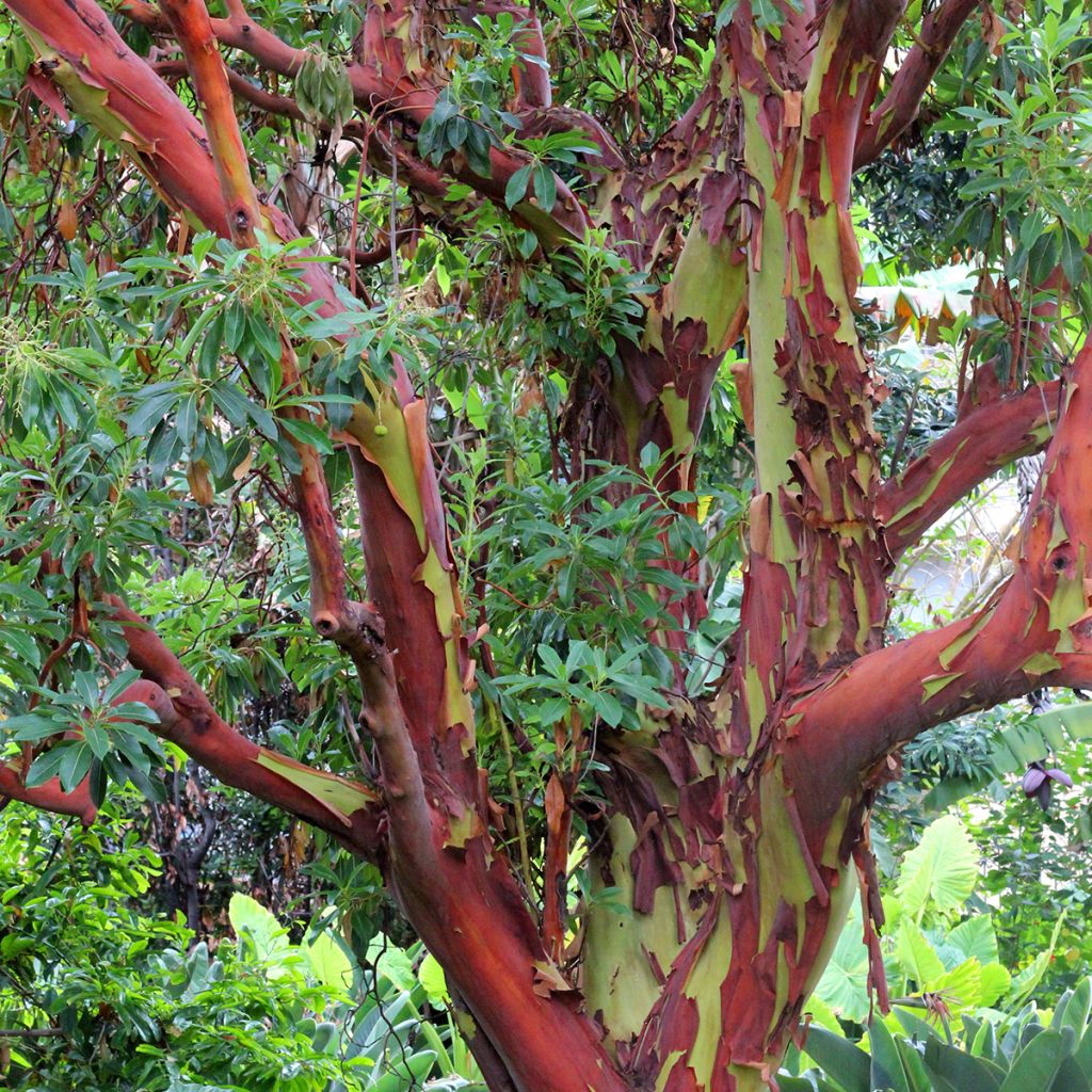 Eucalyptus deglupta - Regenboog-eucalyptus