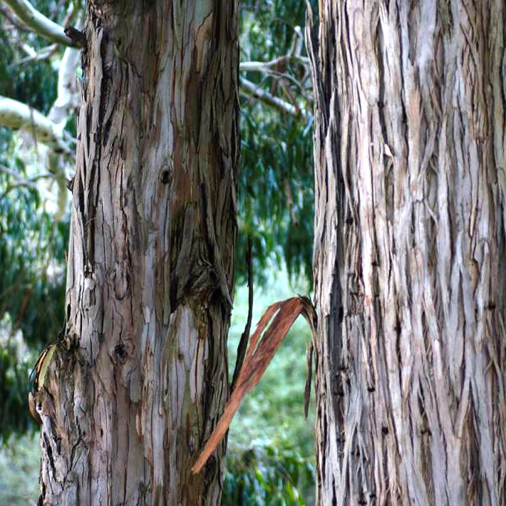 Eucalyptus denticulata - Shining gum