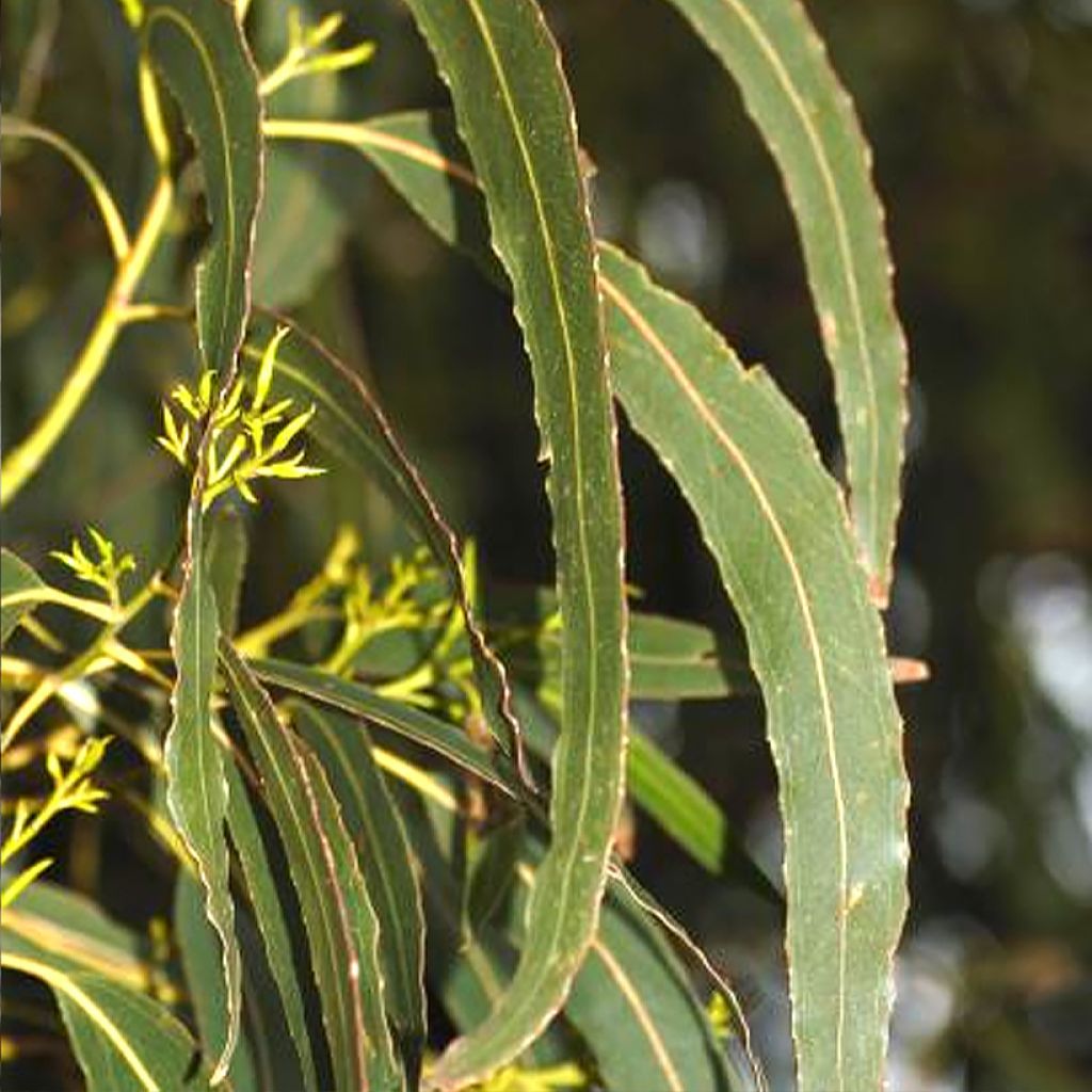 Eucalyptus denticulata - Shining gum