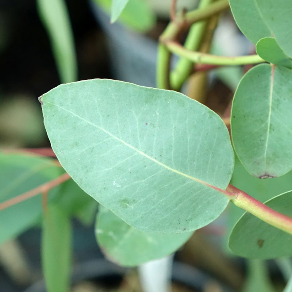Eucalyptus elliptica - Elliptische gomboom