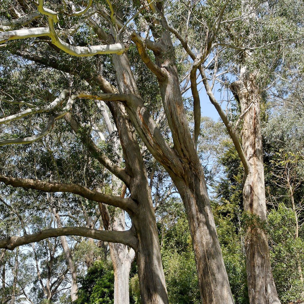 Eucalyptus fastigata - Brown barrel