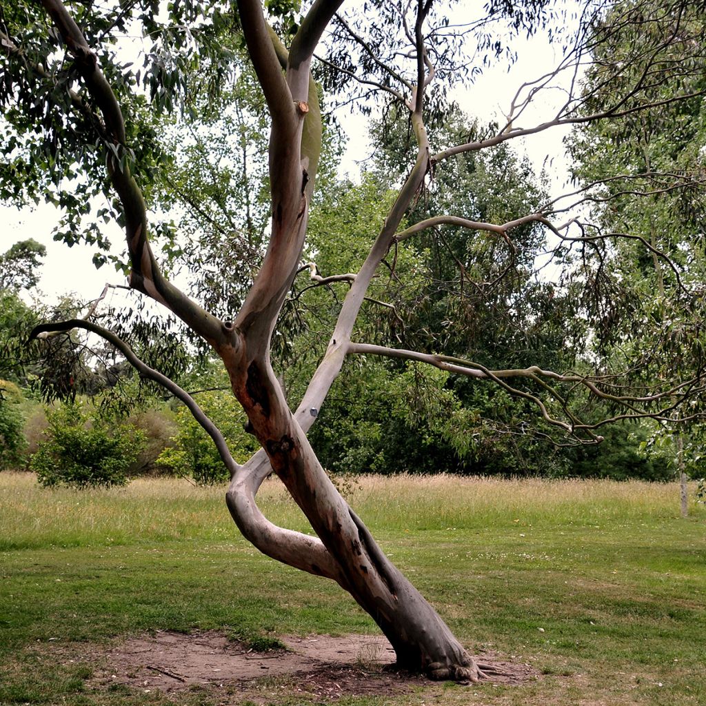 Eucalyptus glaucescens Central Victoria - Tingiringi gum