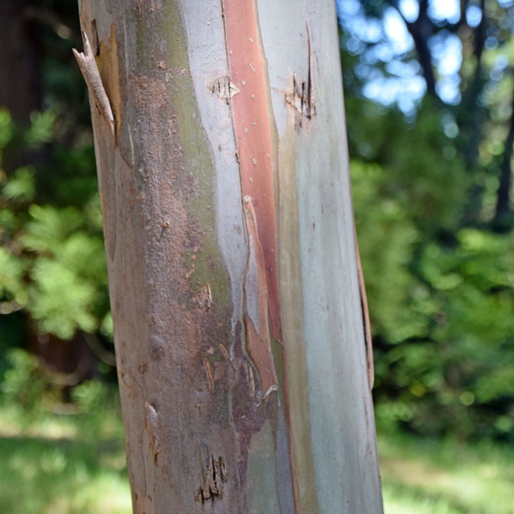 Eucalyptus glaucescens Tinderry - Tingiringi gum
