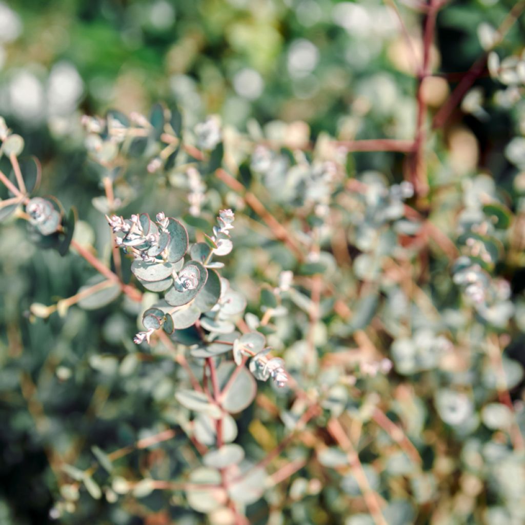 Eucalyptus gunnii Azura - Cidergomboom