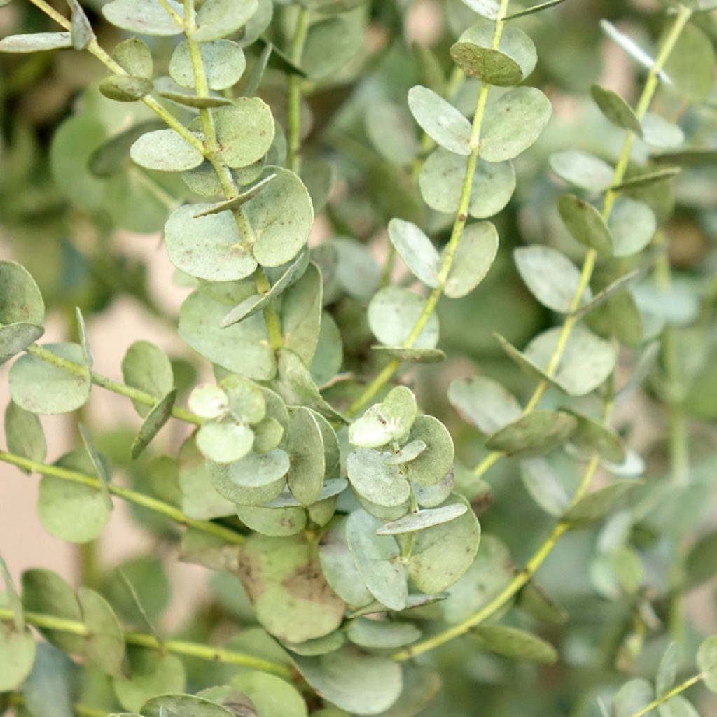 Eucalyptus gunnii Azura - Cidergomboom