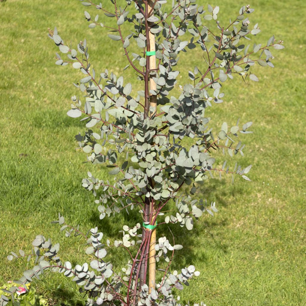 Eucalyptus gunnii - Cidergomboom