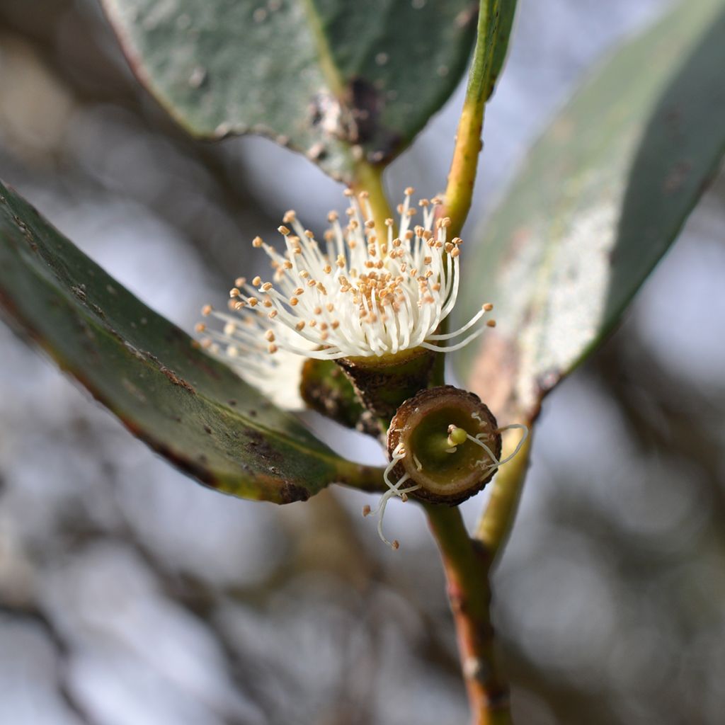 Eucalyptus kybeanensis - Gomboom