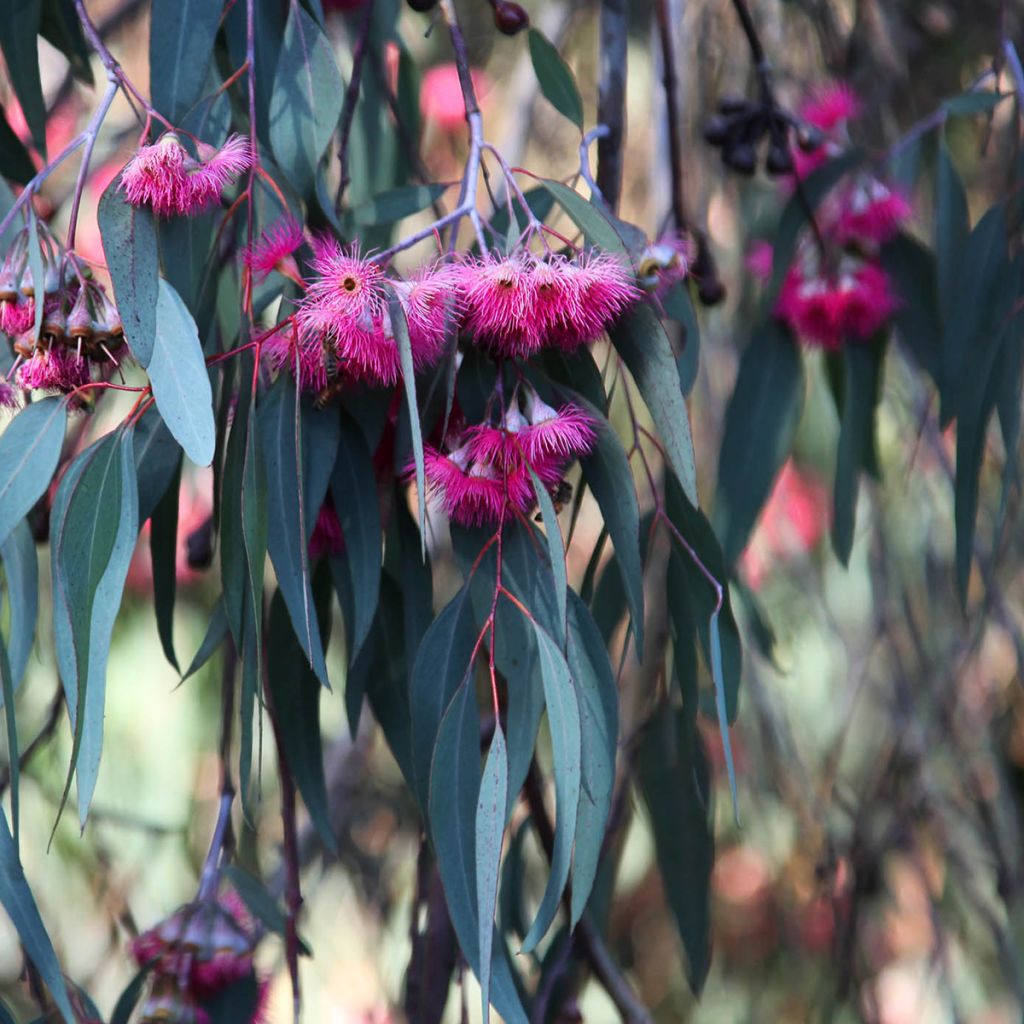 Eucalyptus leucoxylon Rosea - Gomboom