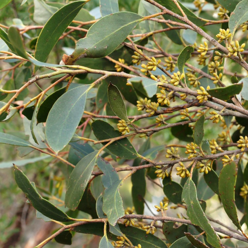 Eucalyptus ligustrina - Gomboom