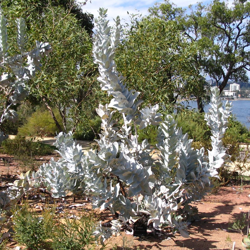 Eucalyptus macrocarpa - Gomboom