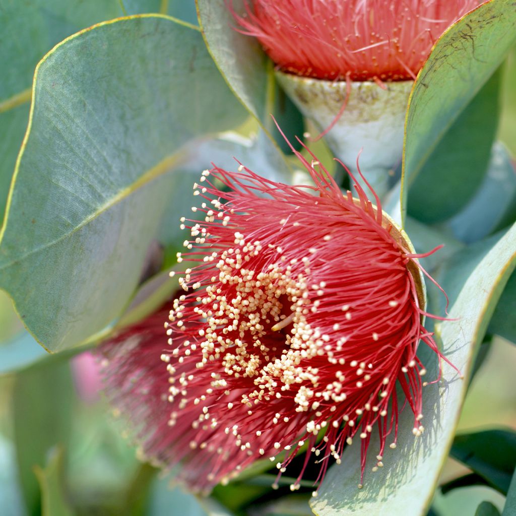Eucalyptus macrocarpa - Gomboom