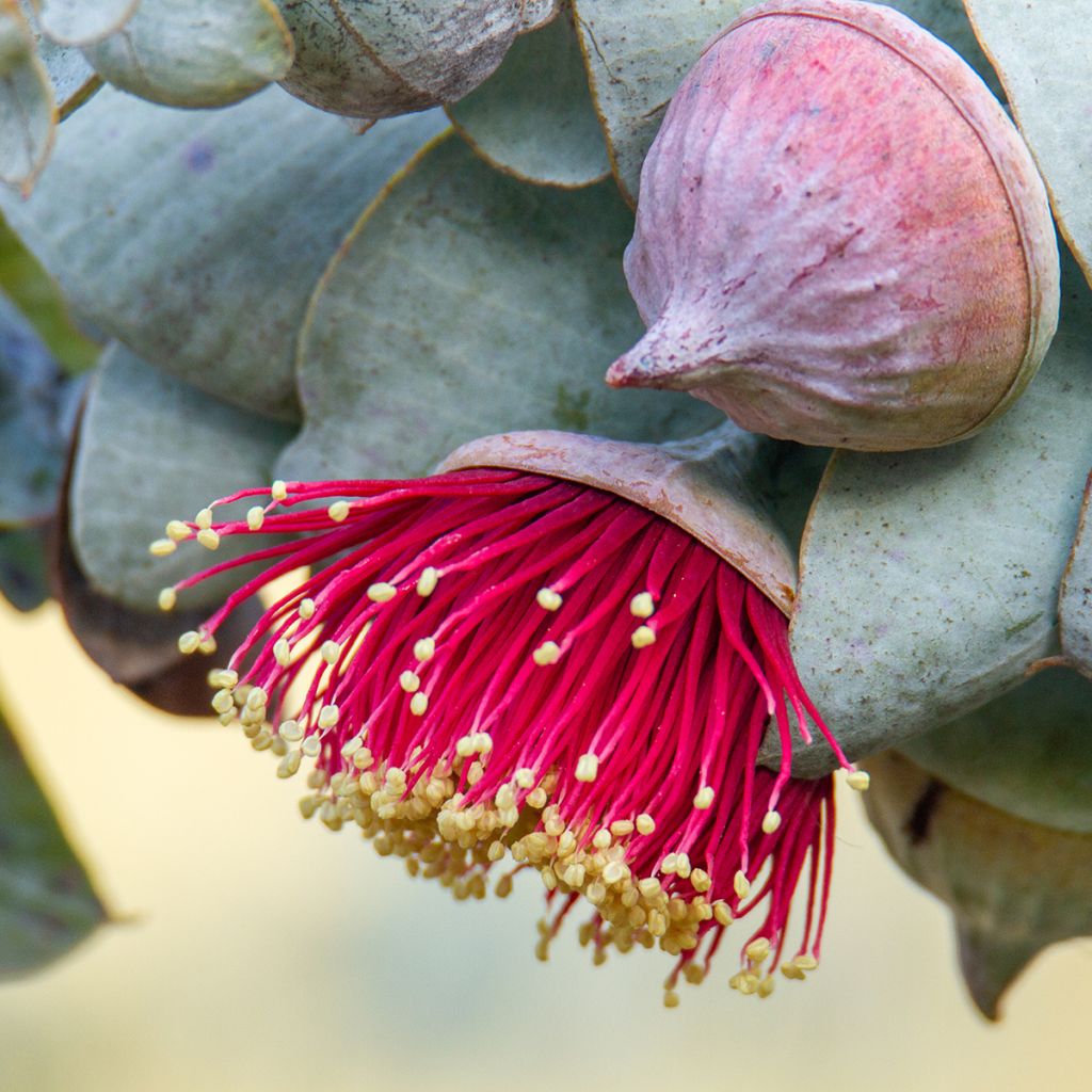 Eucalyptus macrocarpa - Gomboom