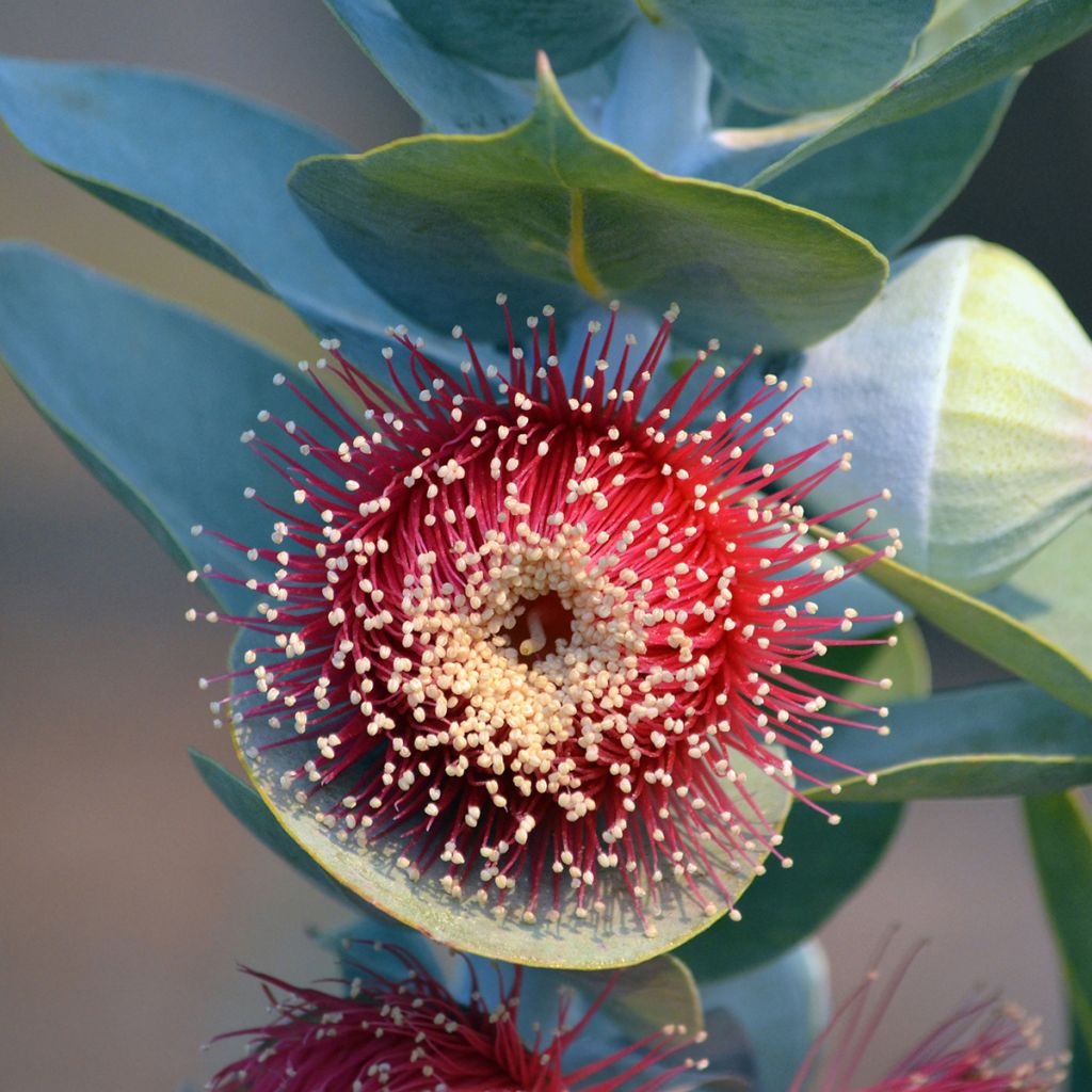 Eucalyptus macrocarpa - Gomboom