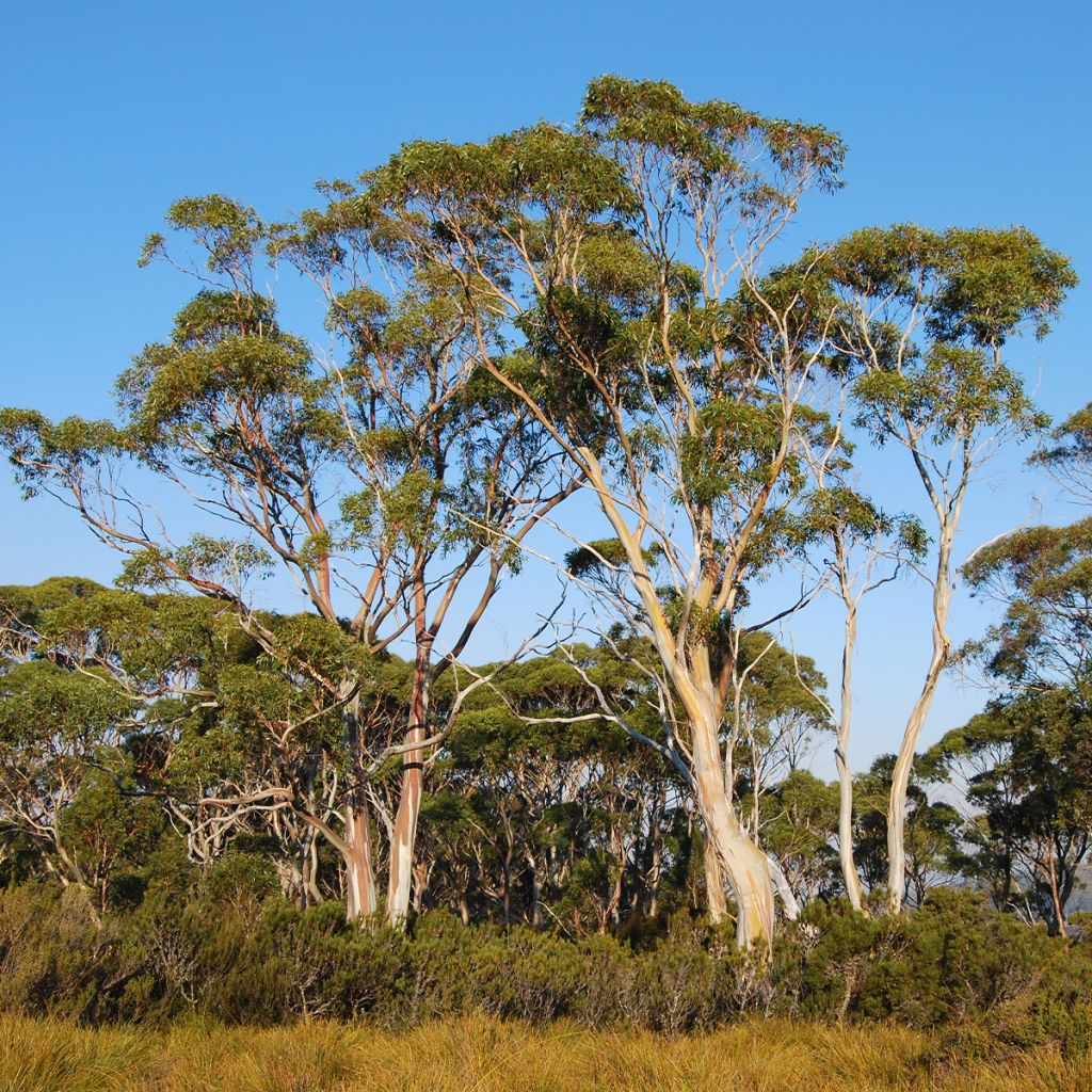 Eucalyptus nitida - Gomboom