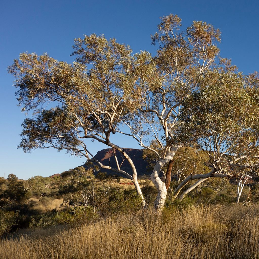 Eucalyptus pauciflora subsp. hedraia Falls Creek - Sneeuweucalyptus