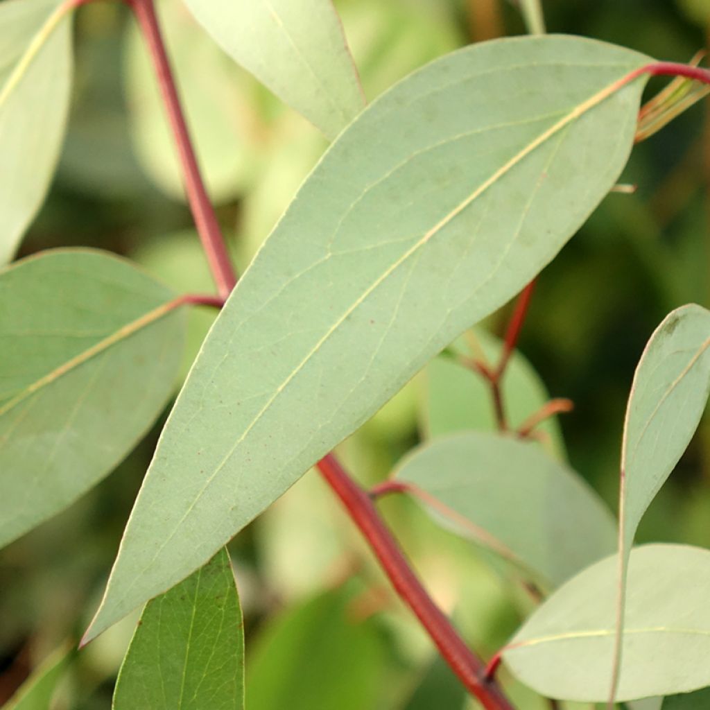 Eucalyptus pauciflora subsp. niphophila Mt Bogong - Sneeuweucalyptus