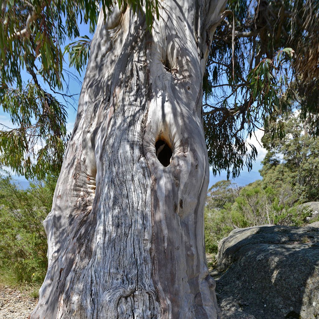 Eucalyptus pauciflora subsp. pauciflora Buffalo - Gomboom