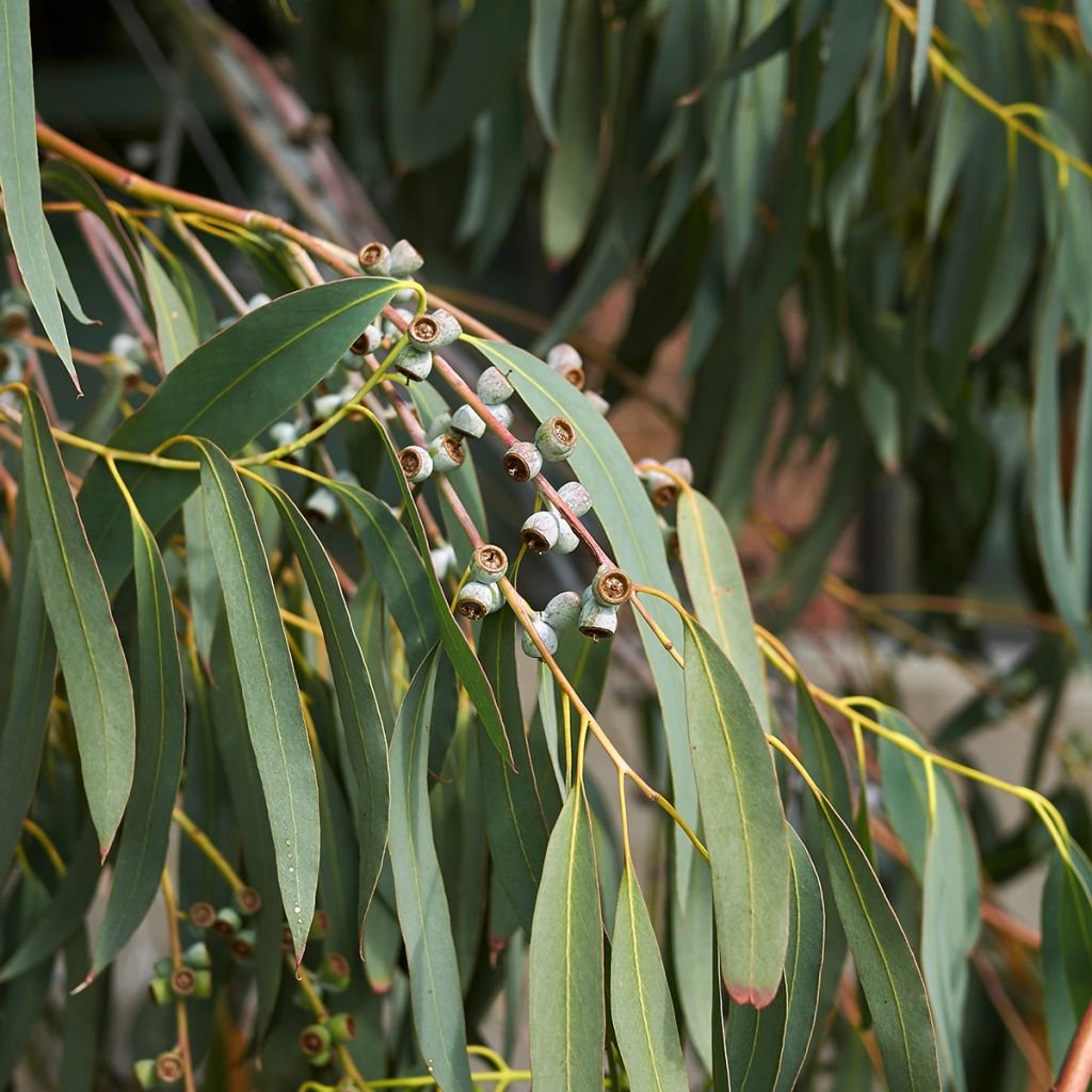 Eucalyptus perriniana - Snoepjesboom