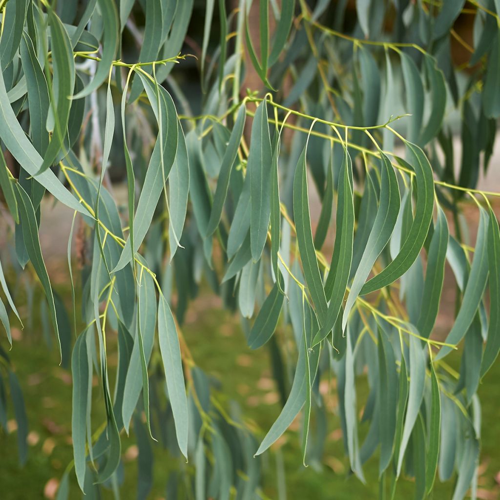 Eucalyptus perriniana - Snoepjesboom