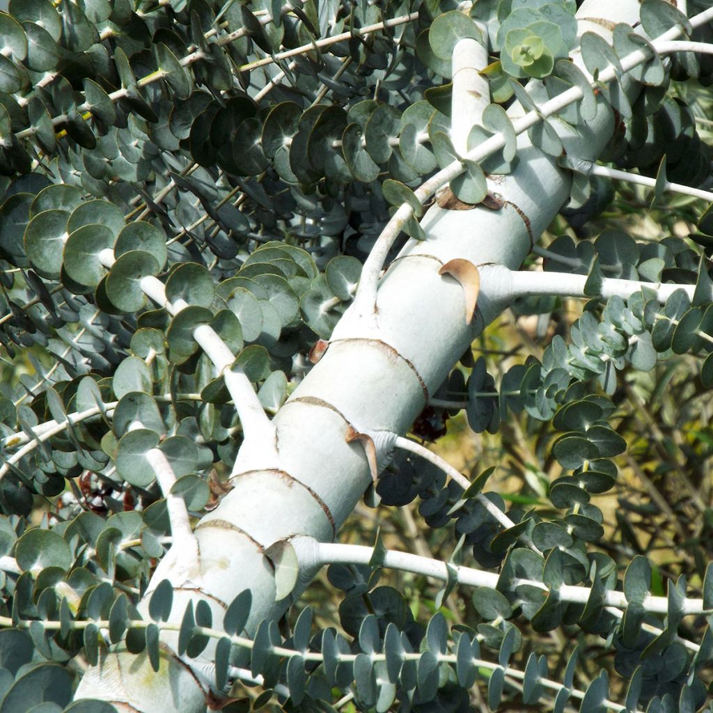 Eucalyptus pulverulenta - Gomboom