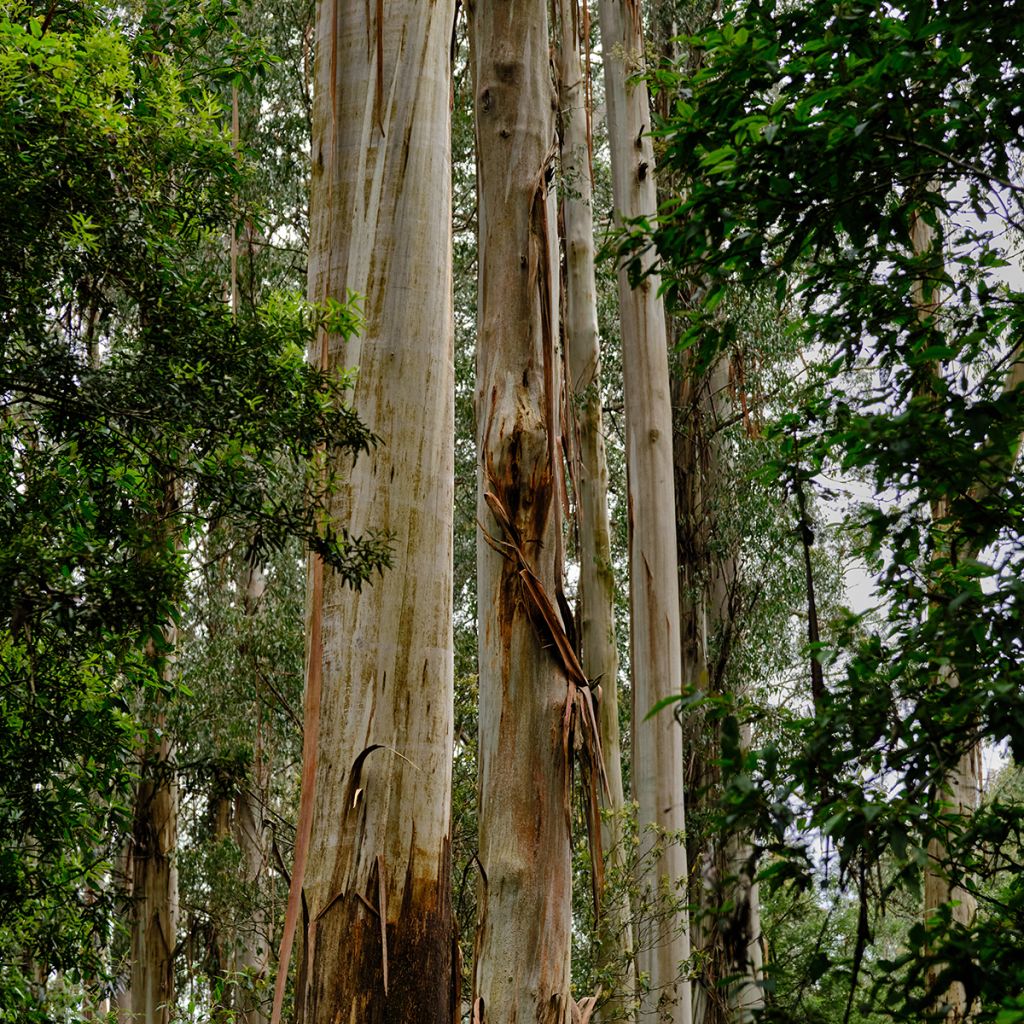 Eucalyptus regnans - Reuzeneucalyptus