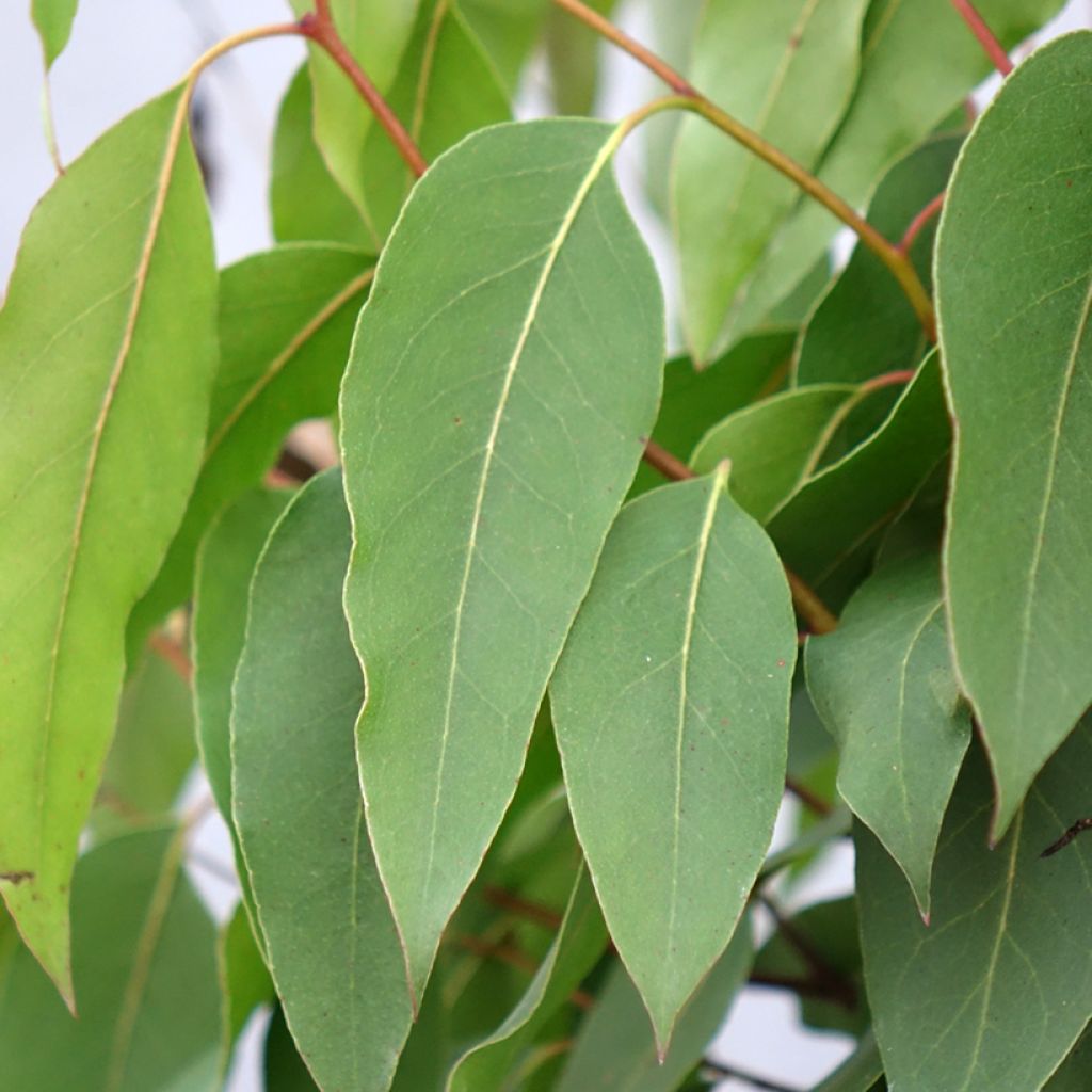 Eucalyptus regnans - Reuzeneucalyptus