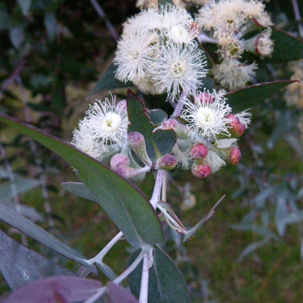 Eucalyptus risdonii - Gomboom