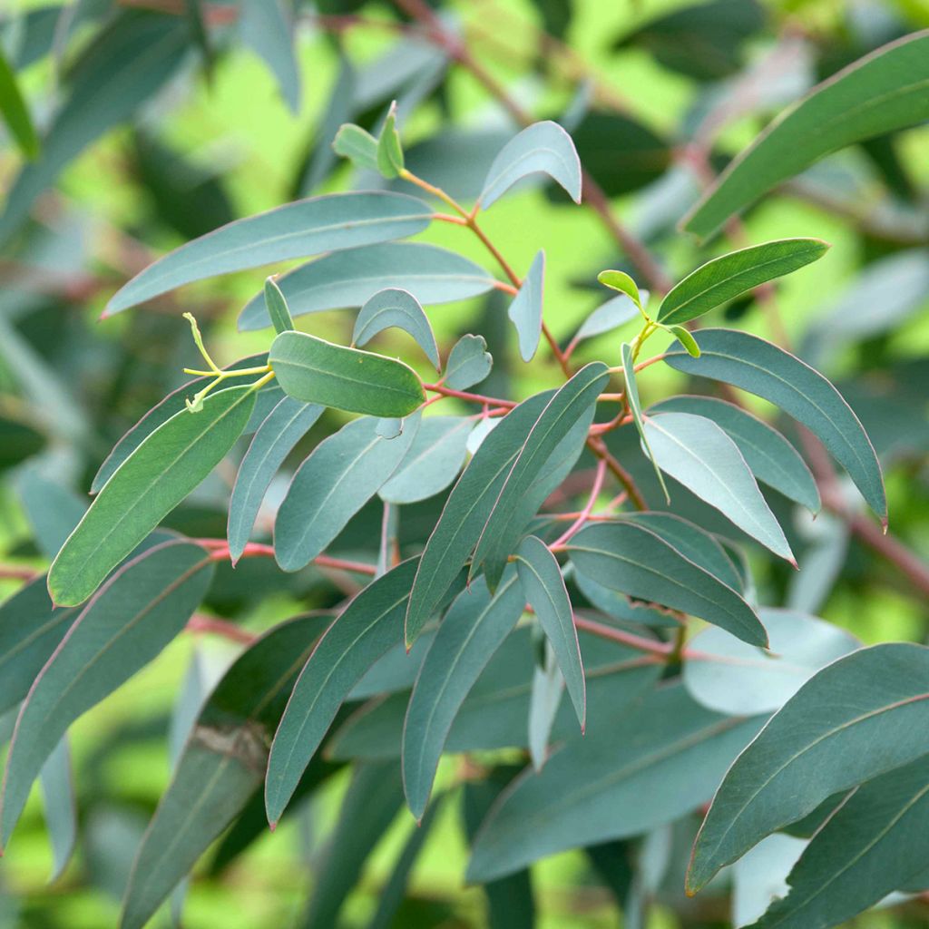 Eucalyptus saxatilis - Gomboom