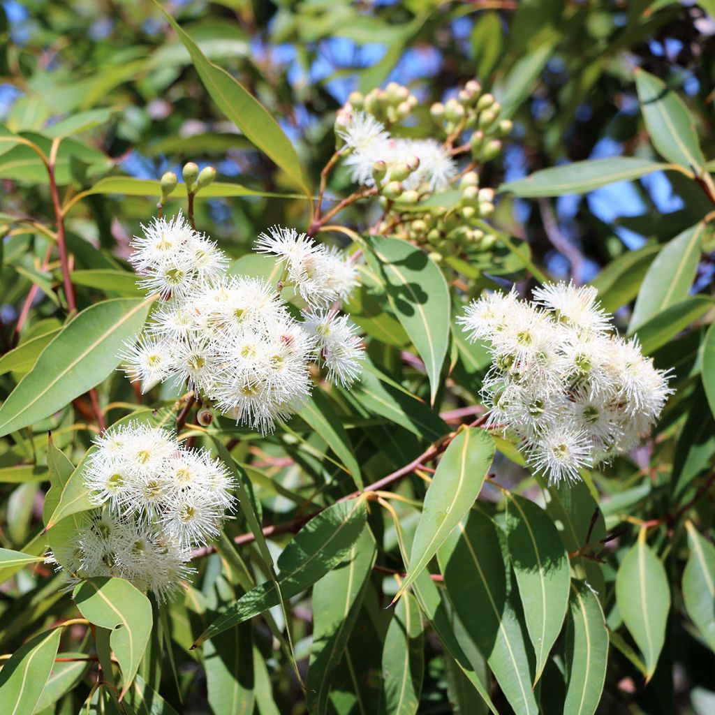 Eucalyptus scoparia - Gomboom