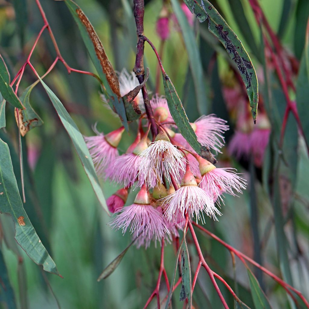 Eucalyptus sideroxylon - Rode ijzerschors
