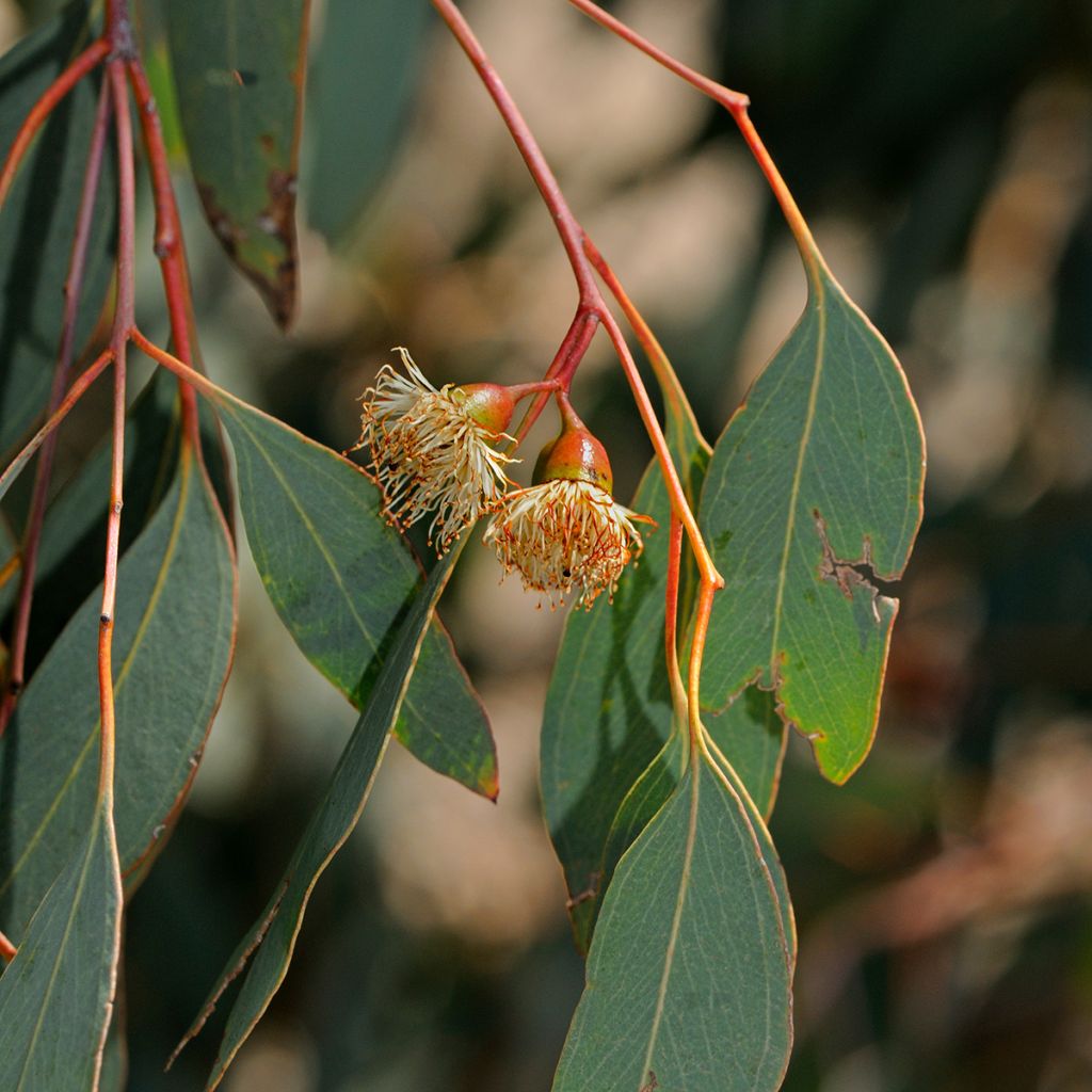 Eucalyptus sideroxylon - Rode ijzerschors