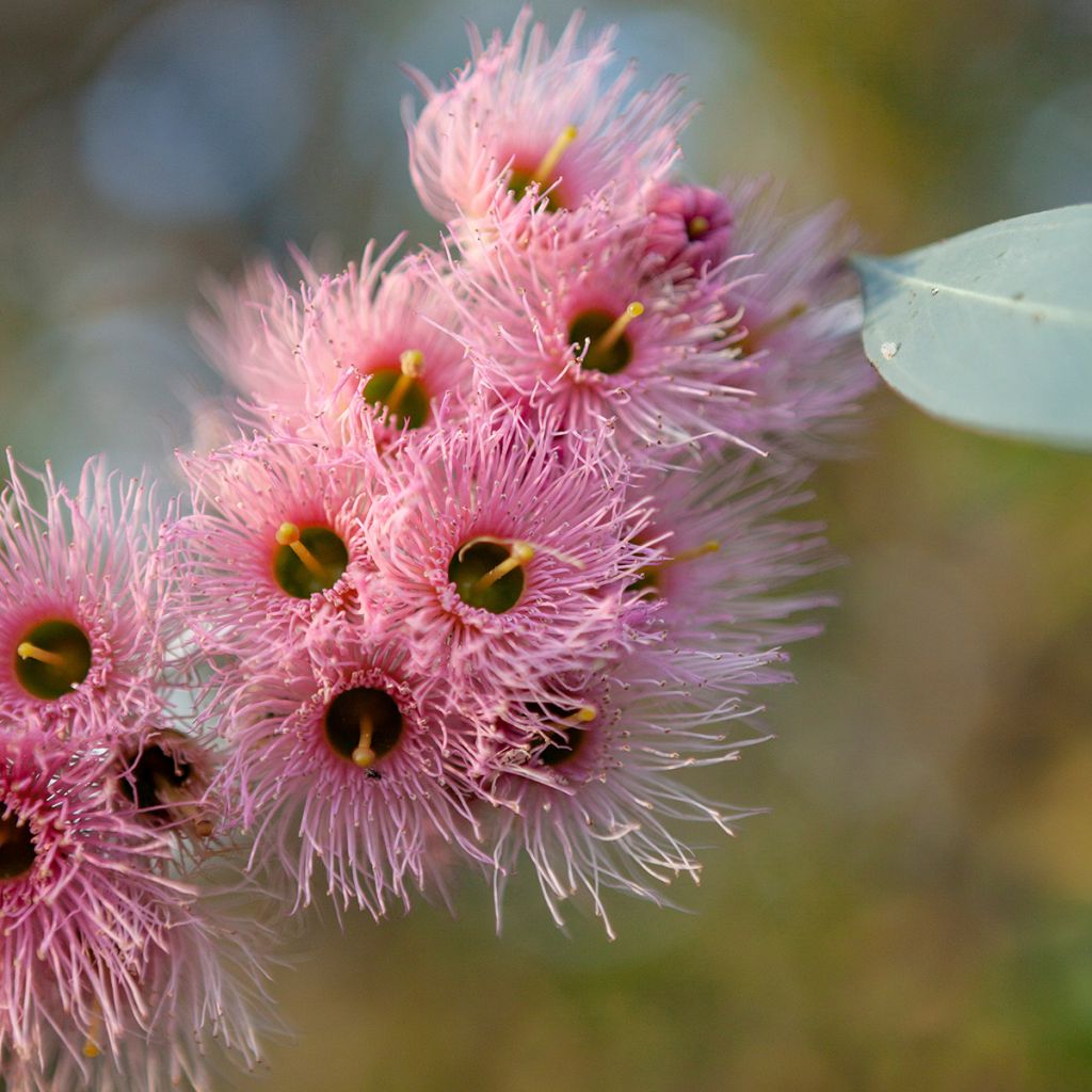 Eucalyptus sideroxylon - Rode ijzerschors