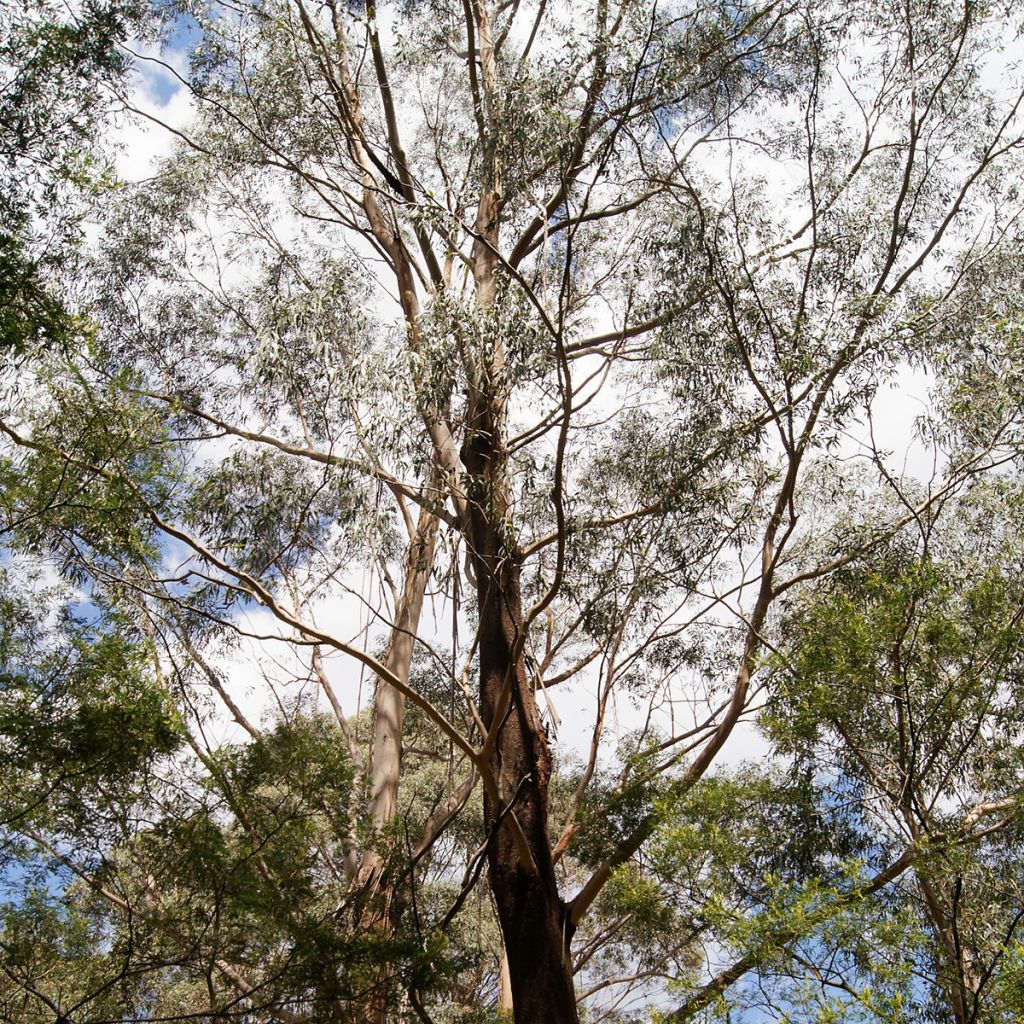 Eucalyptus smithii - Pepermuntgomboom