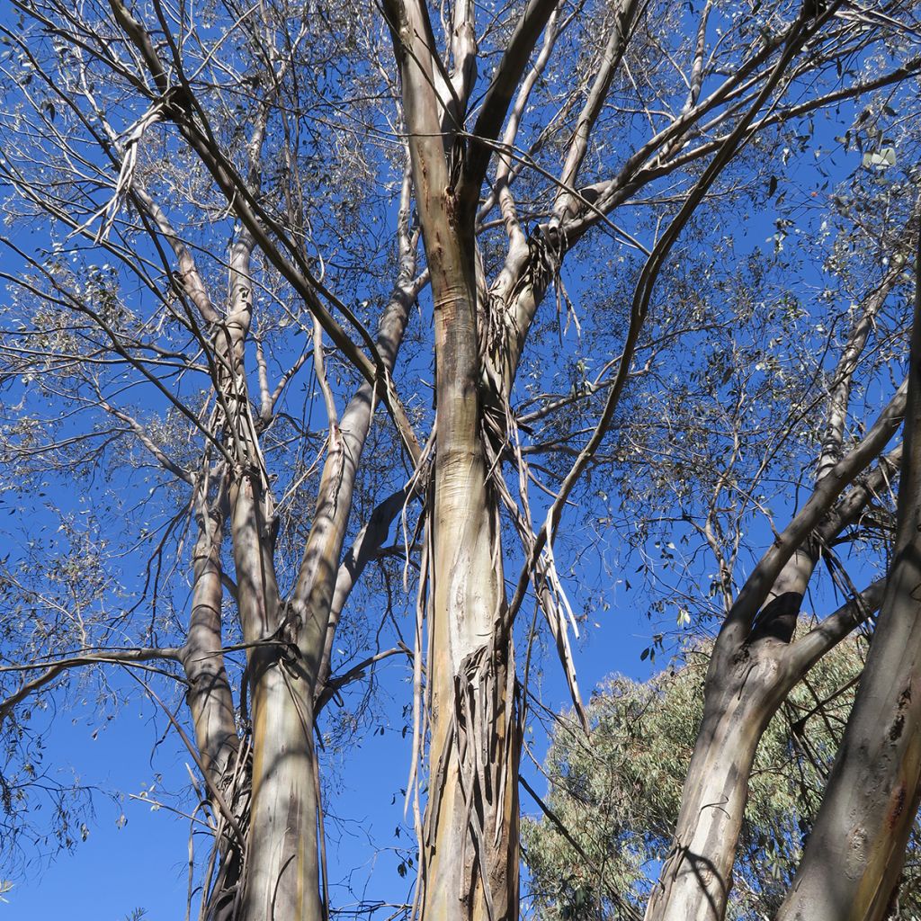 Eucalyptus stellulata Kiandra - Gomboom