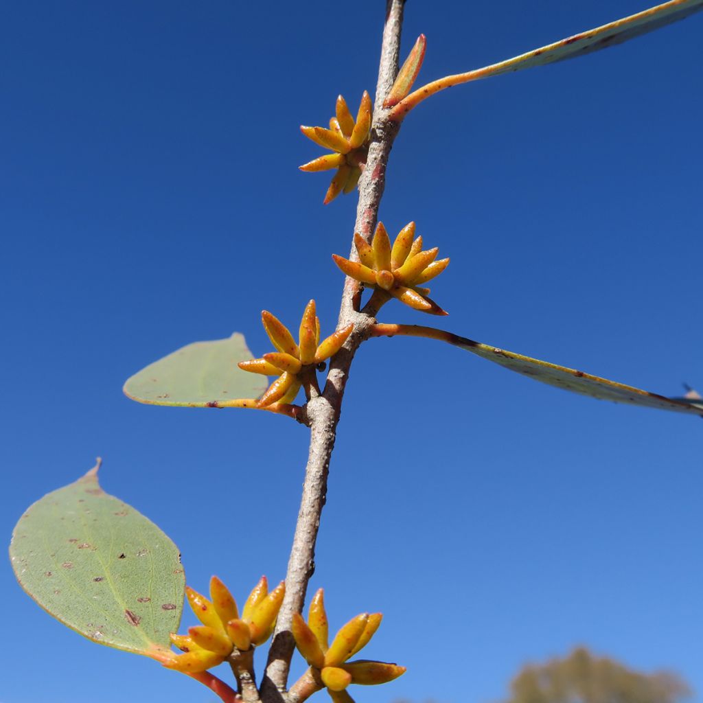 Eucalyptus stellulata Kiandra - Gomboom