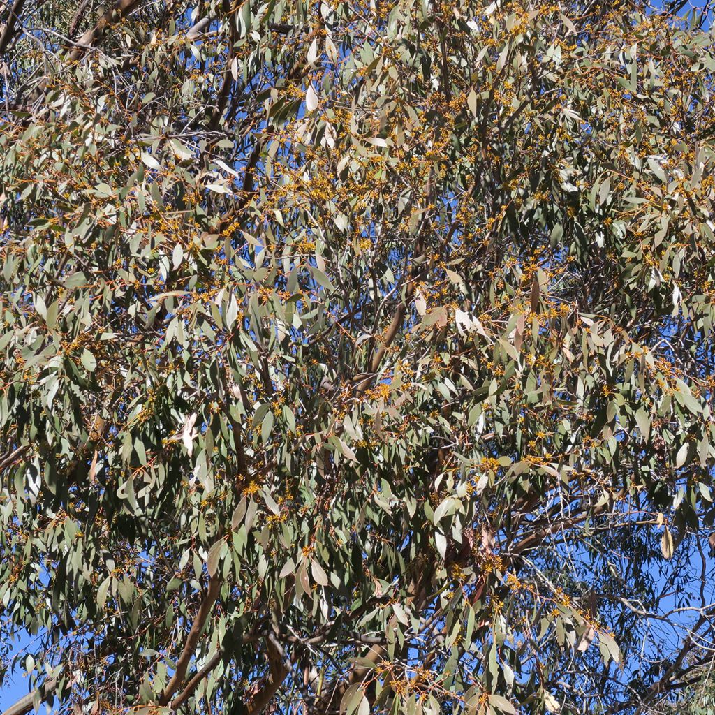Eucalyptus stellulata Kiandra - Gomboom