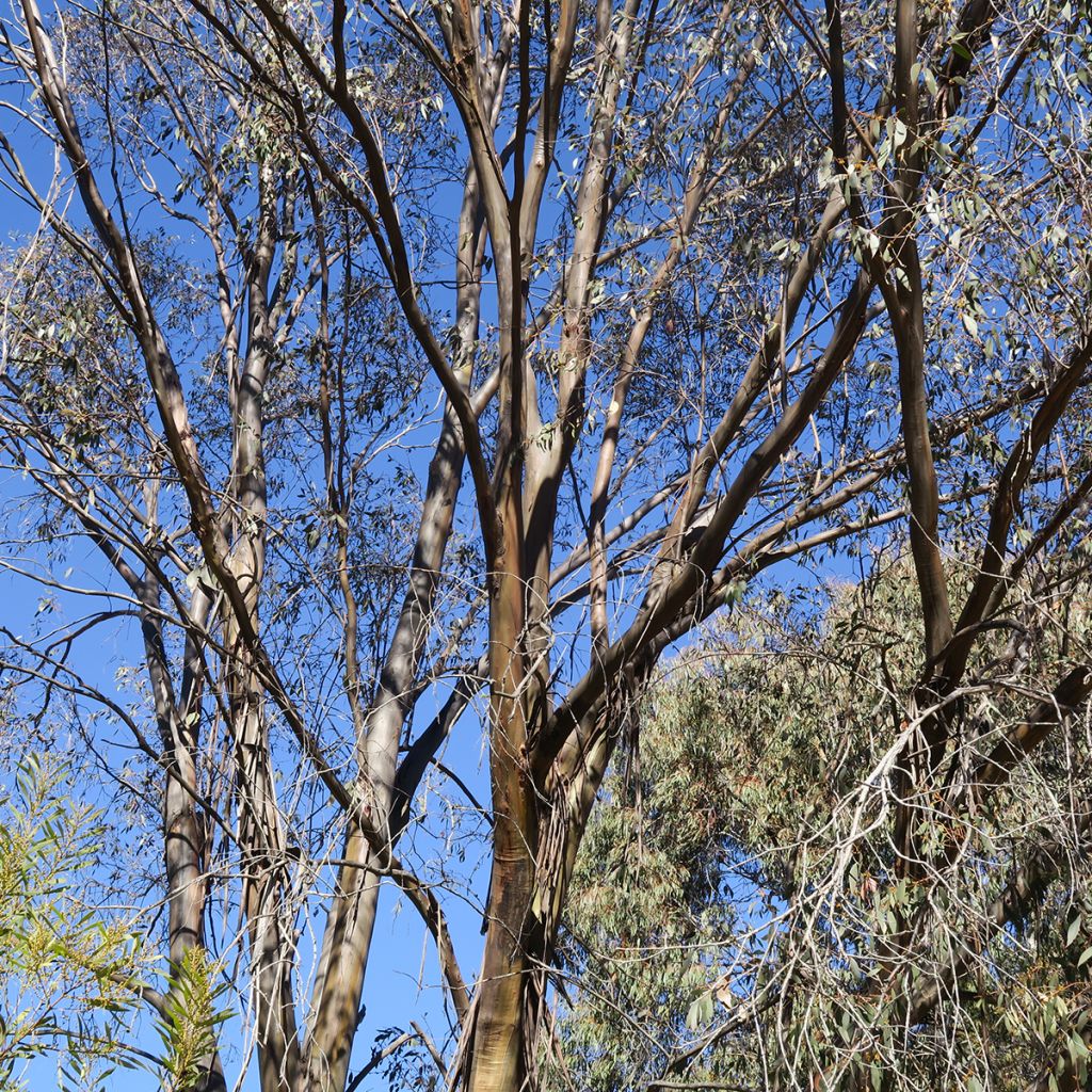 Eucalyptus stellulata Kiandra - Gomboom