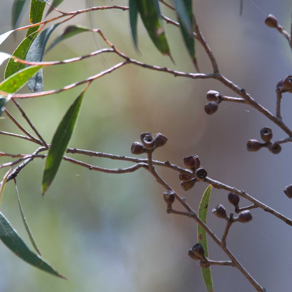 Eucalyptus stricta - Gomboom