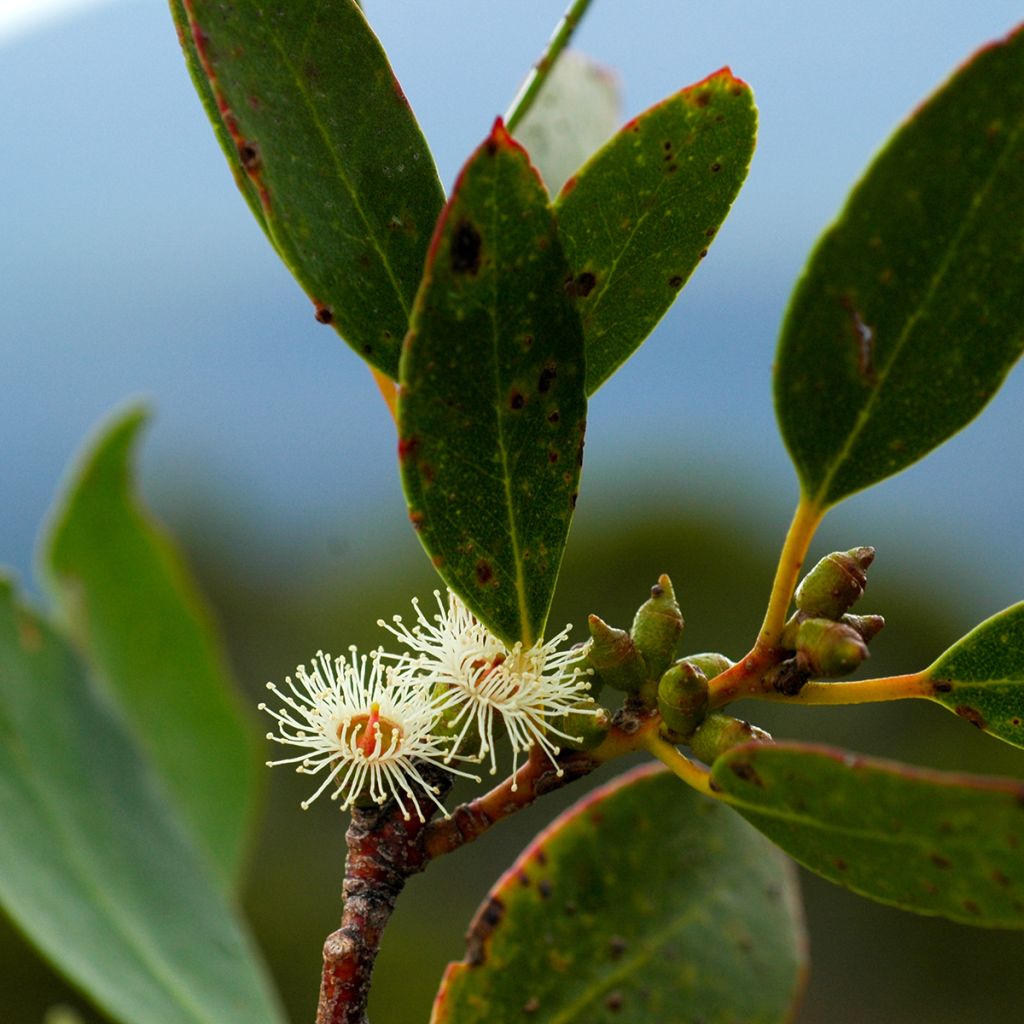 Eucalyptus subcrenulata - Gomboom